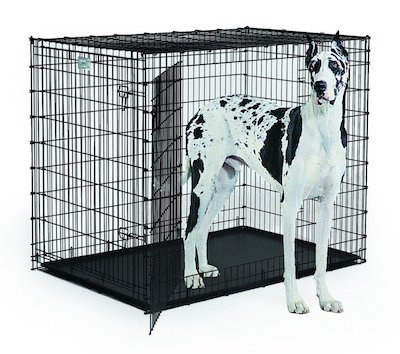 biggest dog crate