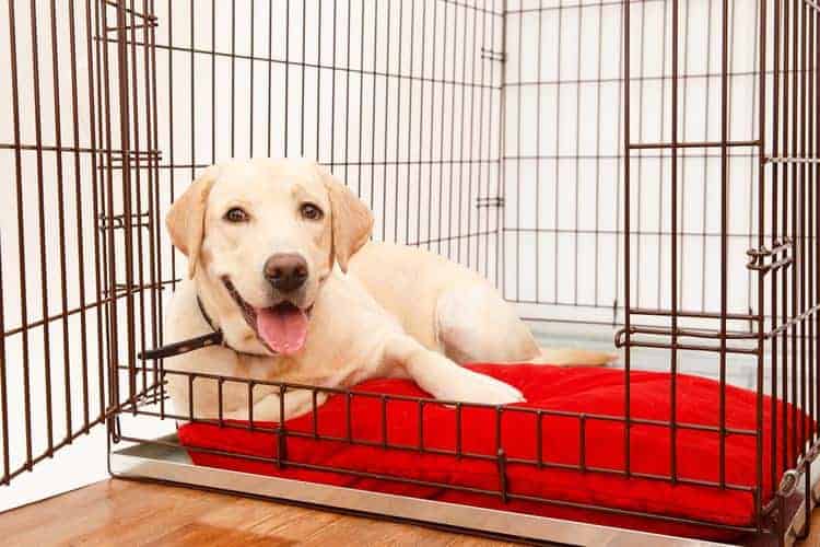 medium sized dog crates for sale