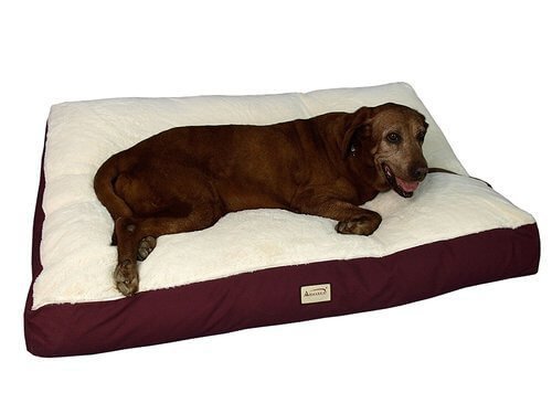 dog beds and mats