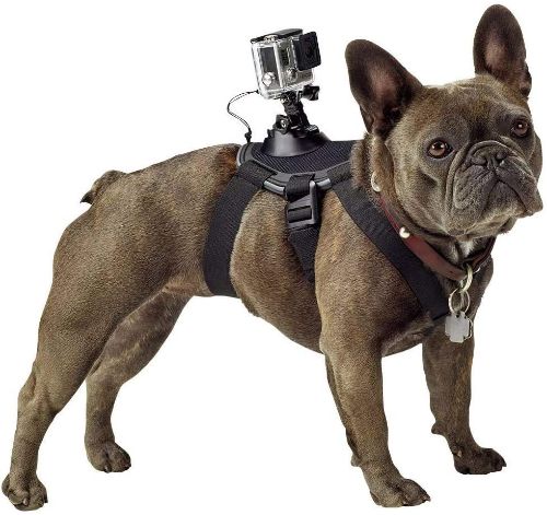 dog collar camera