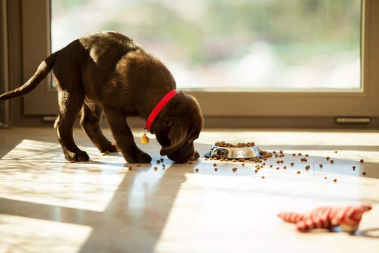 best dog food for your puppy