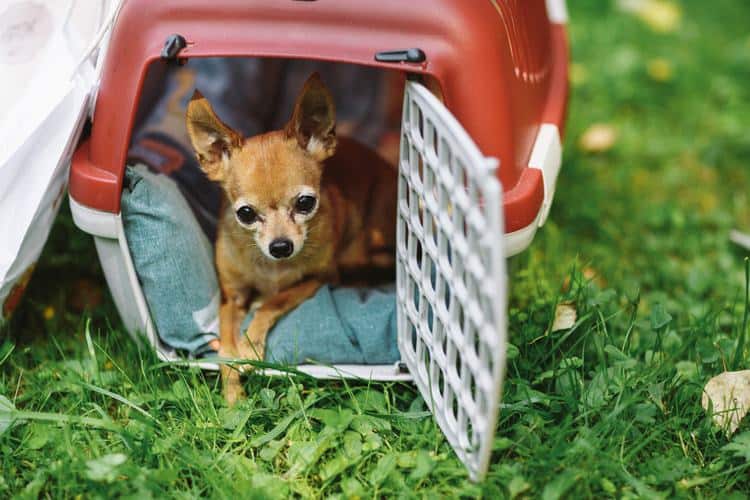 x small dog carrier