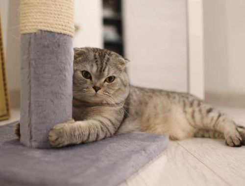 How To Stop Cats From Scratching Furniture Pet Life Today