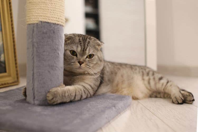 The 25 Best Cat Scratching Posts And Pads Of 2020 Pet Life Today