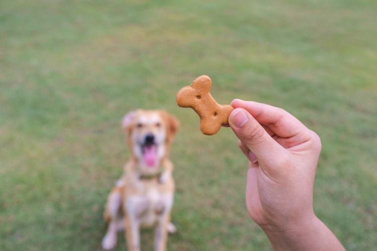 best treats for small dogs