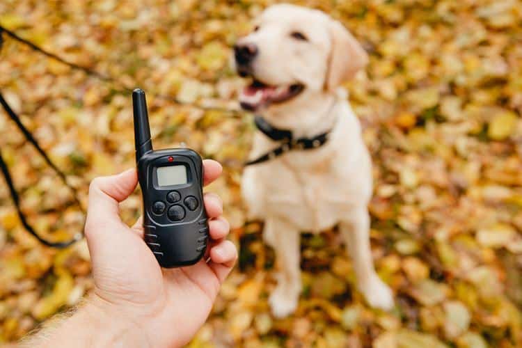 e collar training for puppies