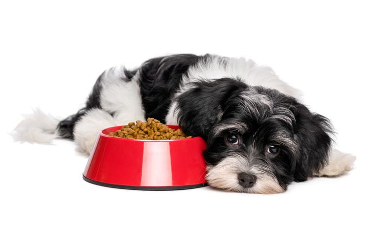 best protein for allergic dogs