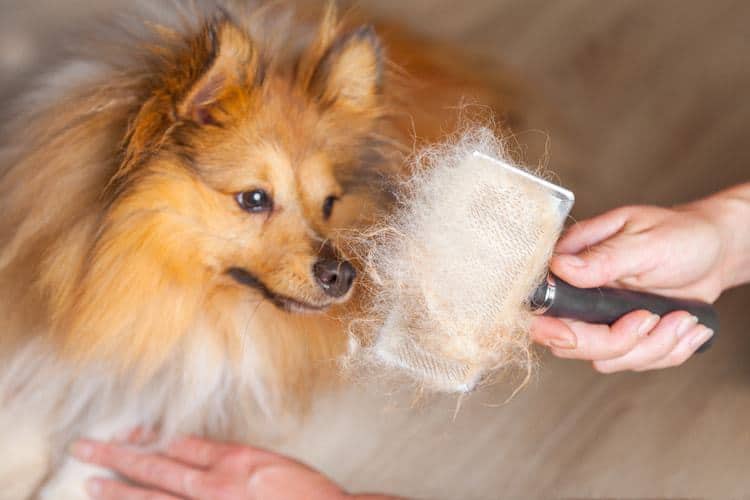 The 51 Best Brushes Tools For Deshedding Dogs Pet Life Today