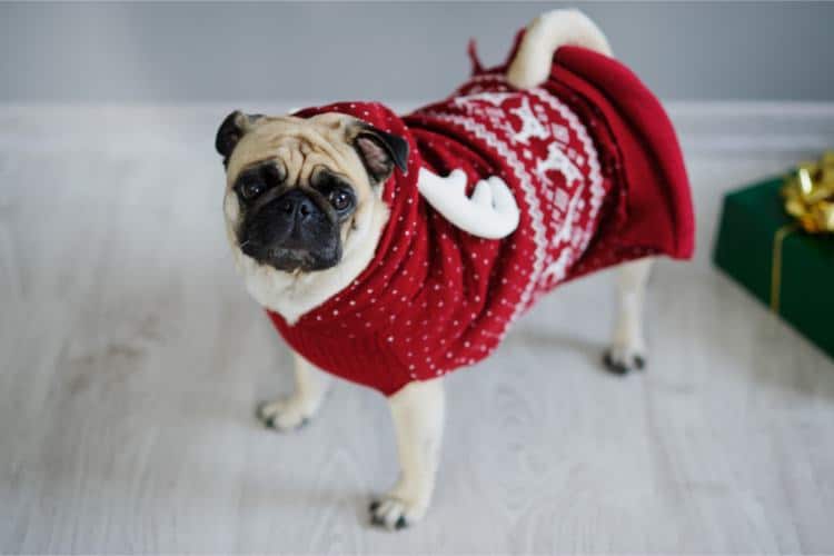 NACOCO Pet Christmas Coat Dog Cat Santa Suit skirts Dog Costumes Small