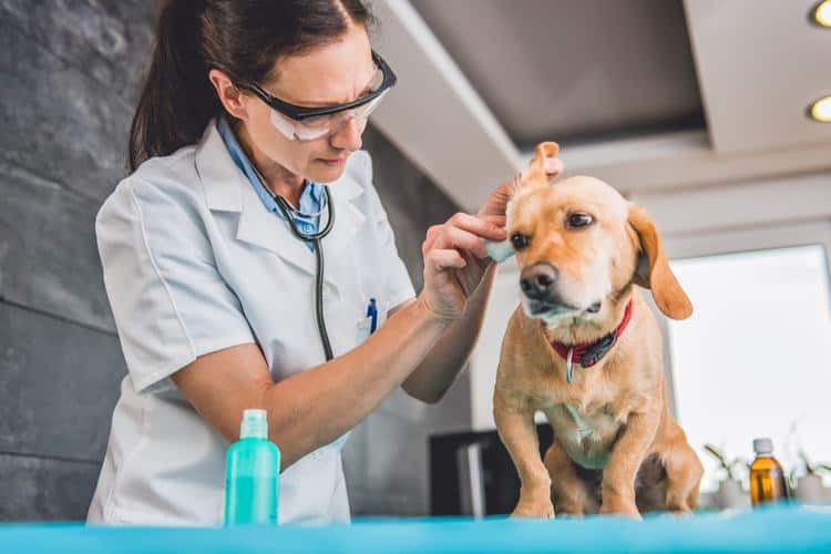 best ear drops for dogs ear infection