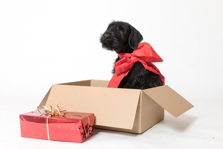 holiday gifts for dog lovers