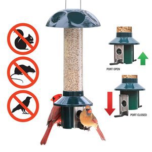 The 50 Best Squirrel Proof Wild Bird Feeders Of 2020 Pet Life Today