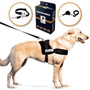 triple dog harness