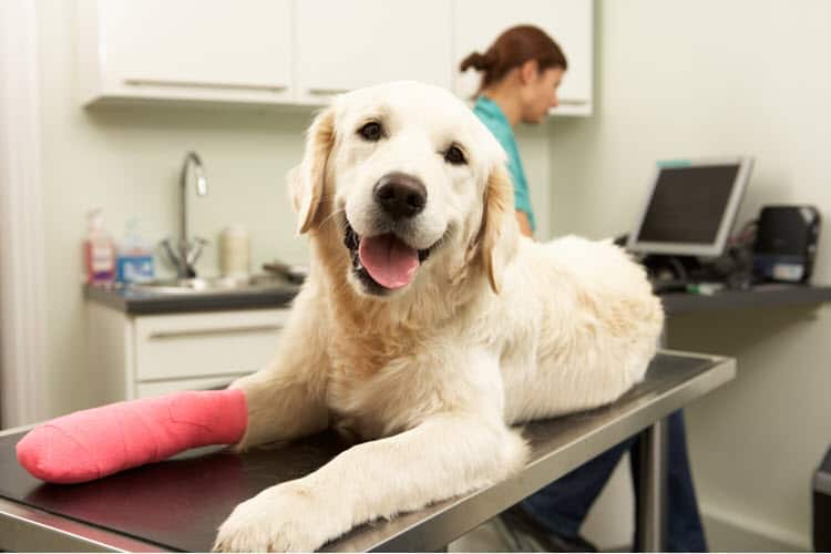 The 5 Best Pet Insurance Companies Of 2020 Pet Life Today