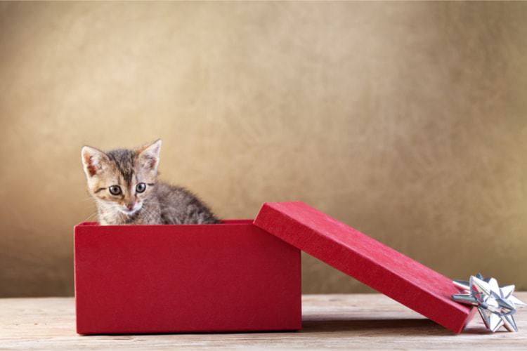 novelty gifts for cat lovers