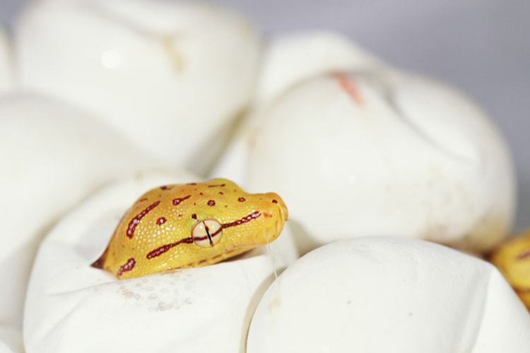 The 50 Best Reptile Egg Incubators of 2020 - Pet Life Today