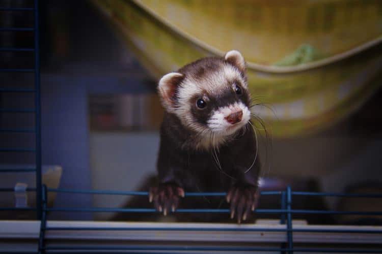 large ferret cages for sale
