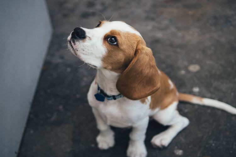 beagle to give away