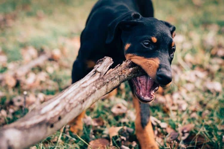 doberman potty training