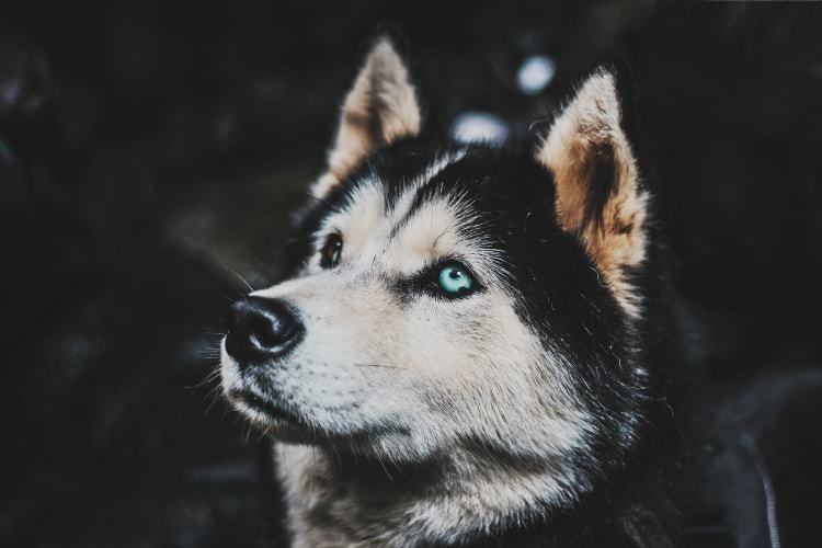 crate training a husky puppy