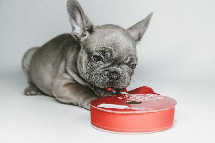 best training treats for french bulldogs