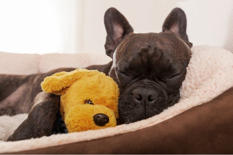 dog with big head and small body stuffed animal