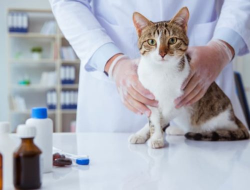 Cat With Vet & Medication