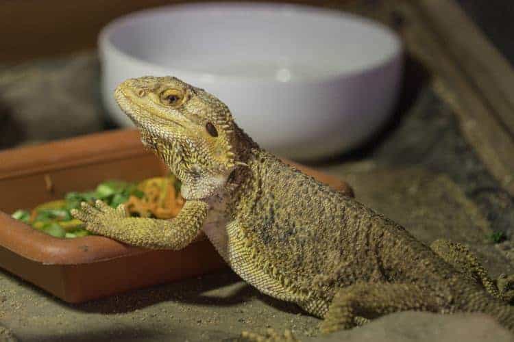 How To Take Care Of A Bearded Dragon Pet Life Today