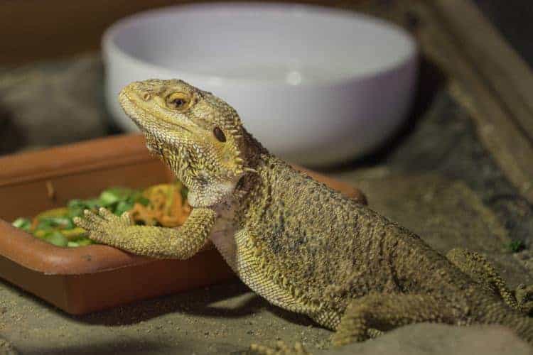 looking after bearded dragons