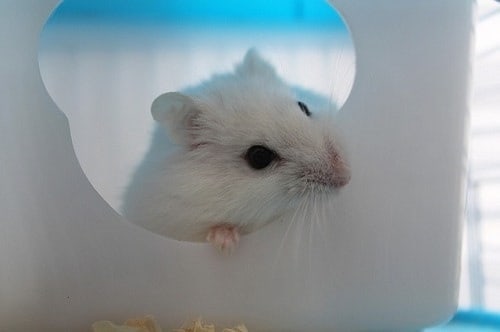 How to Clean Your Hamster