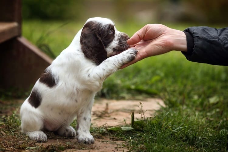 new puppy training guide