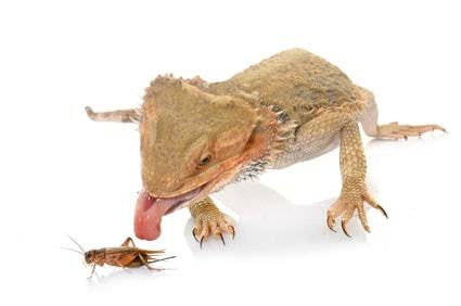 How to Feed a Bearded Dragon