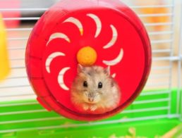 What Do Hamsters Need?