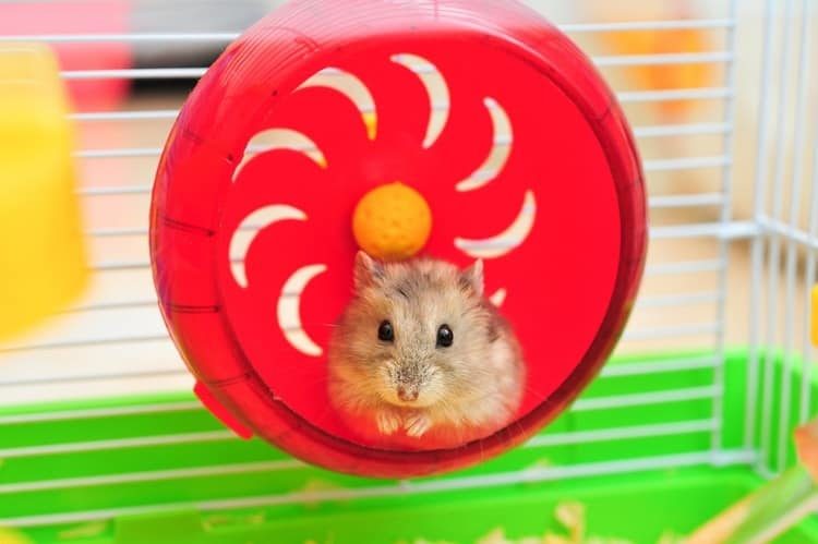 What Do Hamsters Need?