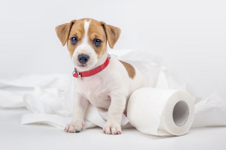 Constipated dog with toilet paper