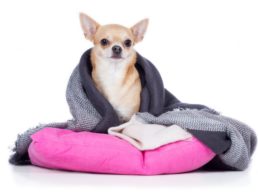 Shivering dog with a blanket