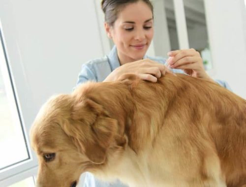 Vet applying tick medication on dog