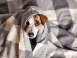 The Best Dog Blankets