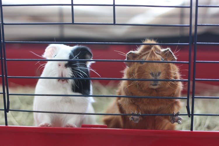 The Best Guinea Pig Cages