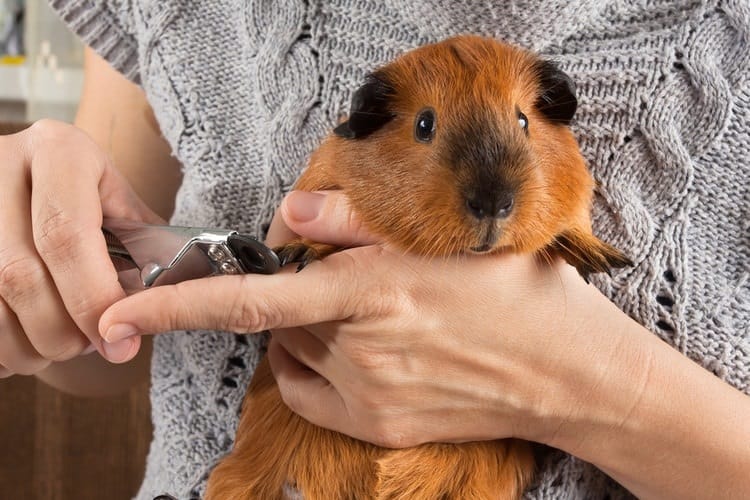 Image result for 4 Important Tips for Maintaining The Tiny Guinea Pig