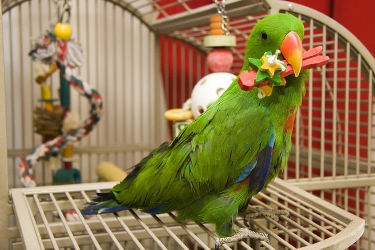 bird cages for small parrots