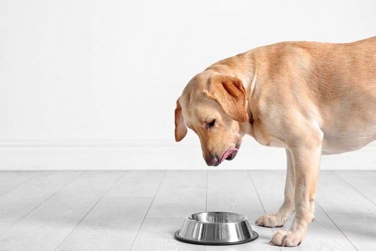 How to Put a Dog on a Diet