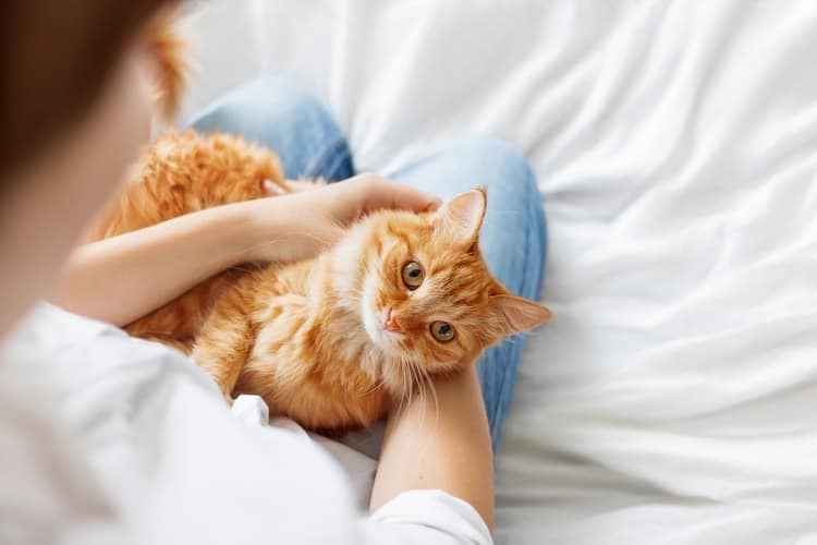 How to Treat Worms in Cats