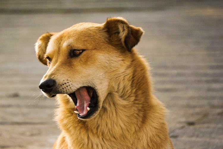 The Best Ways to Get Your Dog to Stop Barking - Pet Life Today