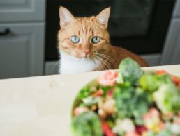 Cat staring at a salad