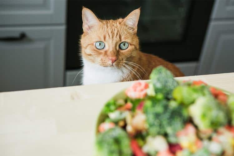 healthy cat diet plan