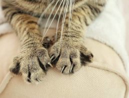 Cat's paws on couch