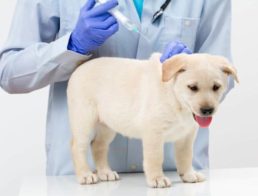 Dog getting a vaccination