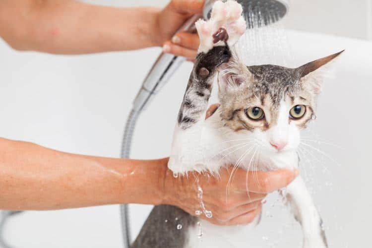 Giving a cat a bath