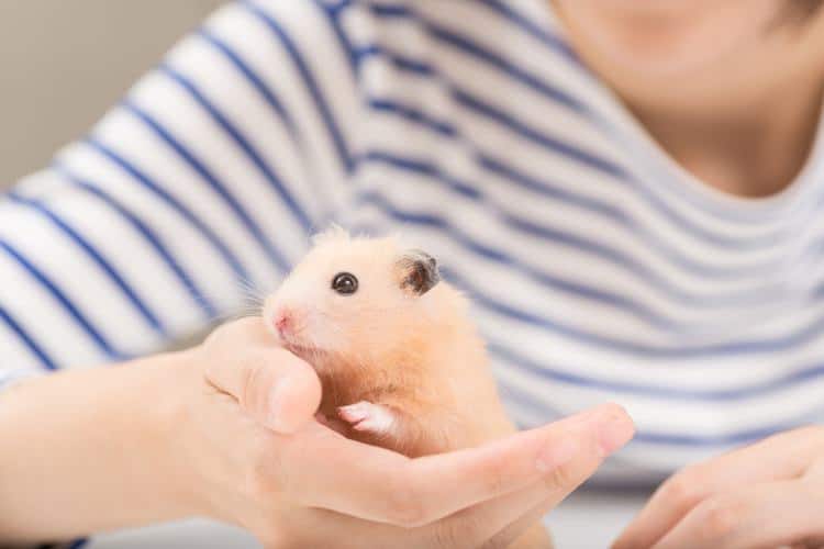 Person with Golden Hamster